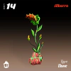 albarra-seeds-2