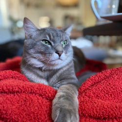 AbeTheCat