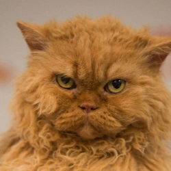 SethGreen