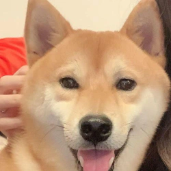 Marutaro_shiba